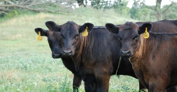 beef calves green grass 2007ab